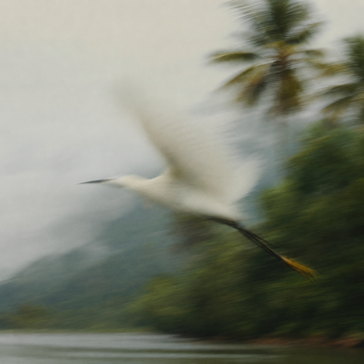 Thenga AI Malayalam AI transcription bird visual